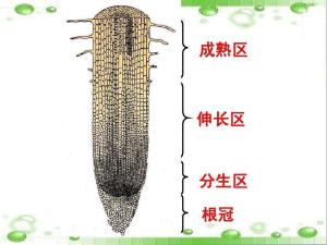 伸长区