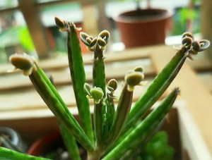 不定芽