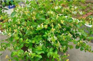 忍冬（金银花）