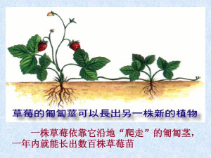 匍匐茎