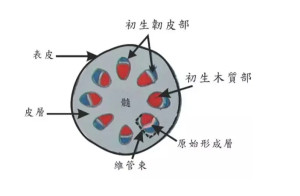 维管束