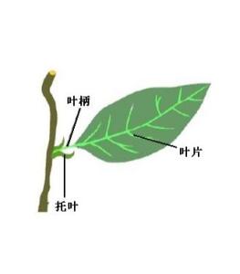 完全叶