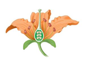 两性花