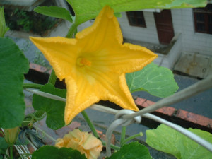 单性花