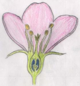 上位花 上位花
