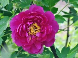 虫媒花