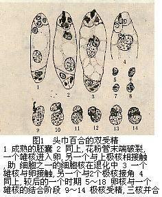 头巾百合的双受精