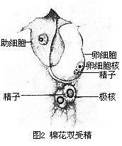 棉花双受精