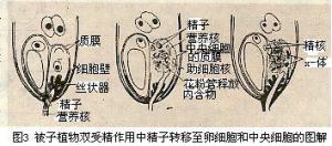 被子植物双受精图示