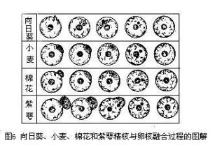 向日葵等精核与卵核融合过程图解