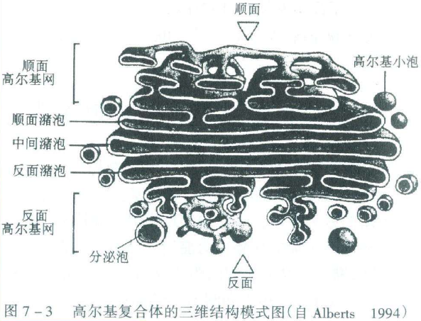高尔基体