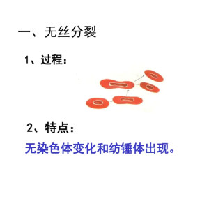 无丝分裂