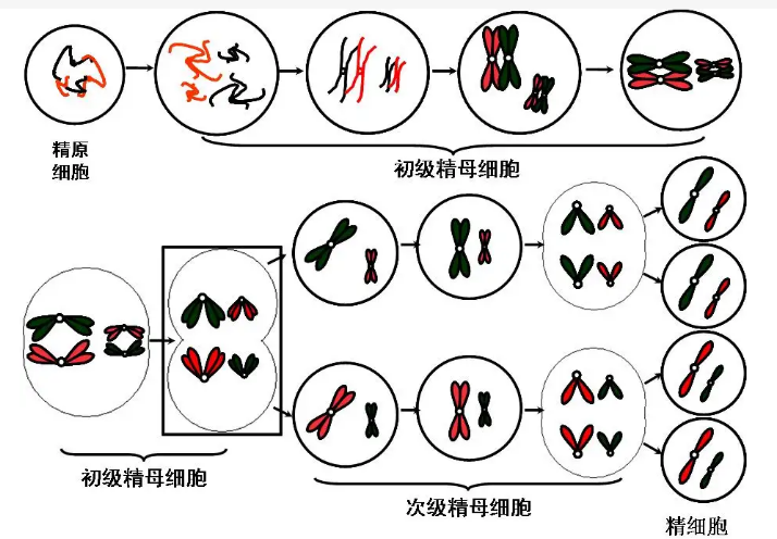 无丝分裂