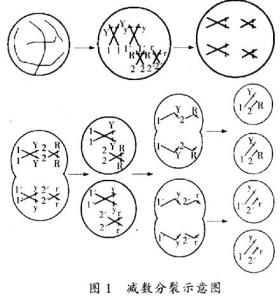 减数分裂过程