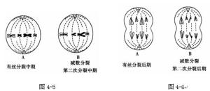 减数分裂中后期