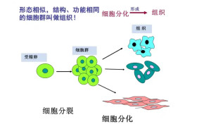细胞分化