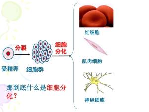 细胞分化