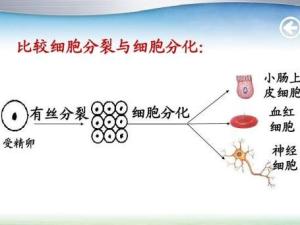 细胞分化