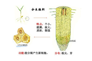 分生组织