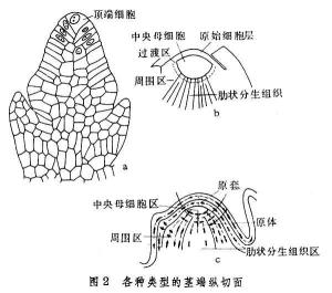 关于分生组织的