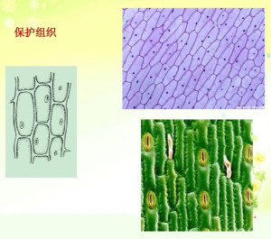保护组织