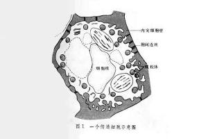 传递细胞