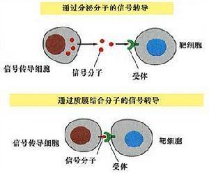 传递细胞
