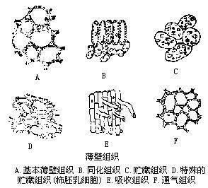 薄壁组织