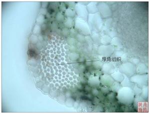 厚角组织