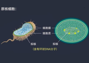 原核细胞