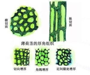 厚角组织
