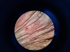 蕨类植物的输导组织