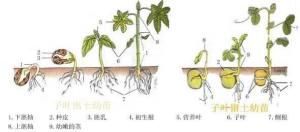 植物种子萌发