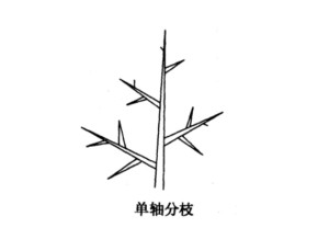 单轴分枝