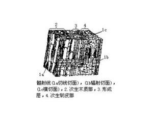 髓射线