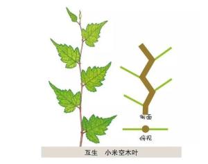 互生叶序