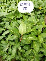 对生叶序