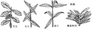 各类叶序