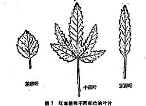 叶裂变化