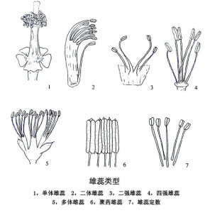四强雄蕊