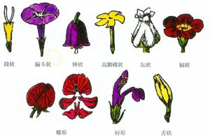 单体雄蕊