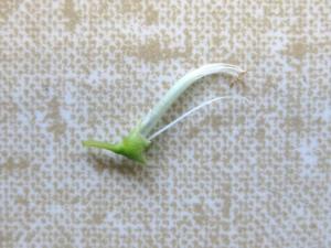 多体雄蕊的种类