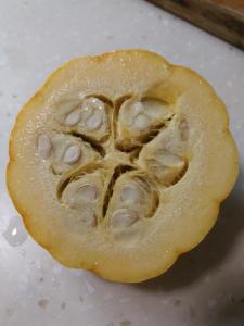 侧膜胎座