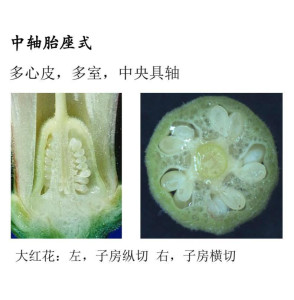 中轴胎座