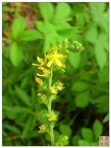 总状花序-仙鹤菜