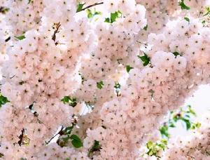 伞房花序-日本樱花