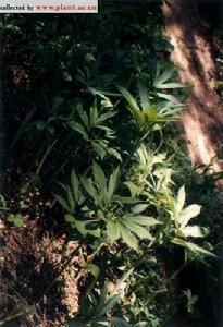 肉穗花序-天南星