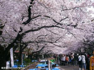 伞房花序