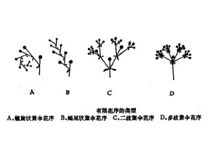 有限花序