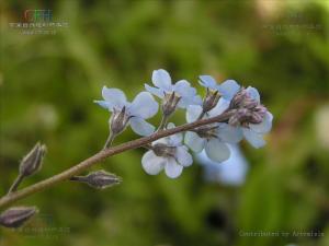 有限花序图册